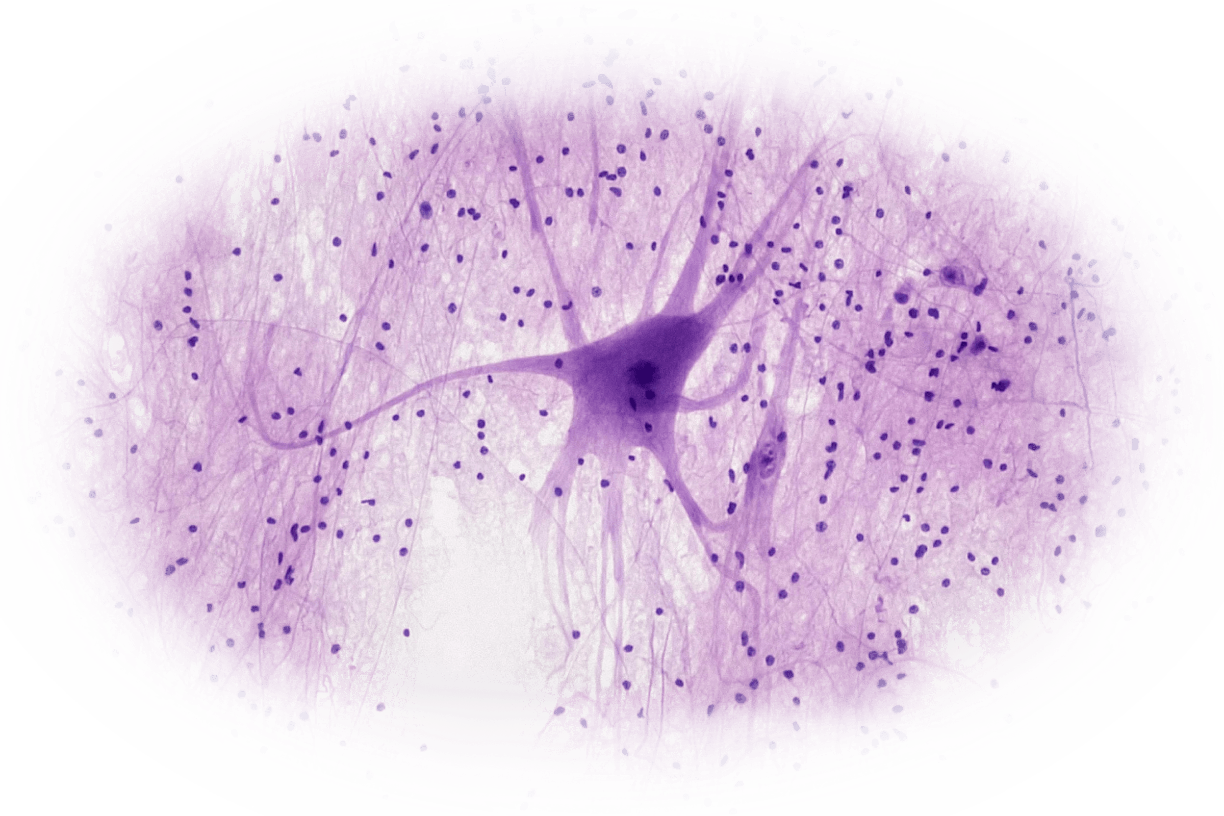 NAD+ molecular and cellular-energy reference